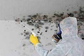 Best Black Mold Removal  in Bridgeport, OH